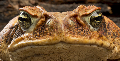 toad